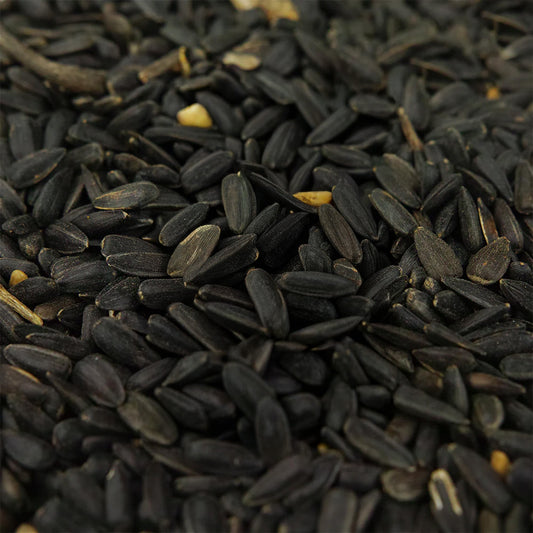 Gardeners Dream Black Oil Sunflower Seeds