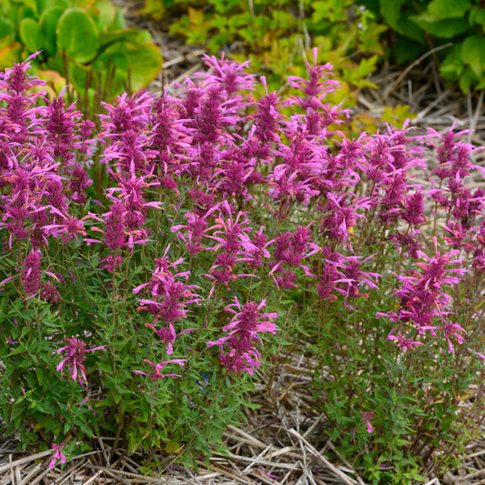 Duftnessel 'Rosie Posie' (Agastache)