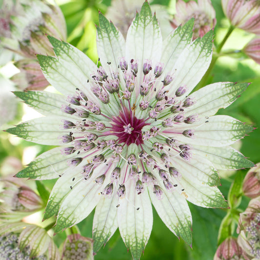 Große Sterndolde (Astrantia 'Florence')