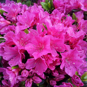 Azalee 'Geisha Purple'