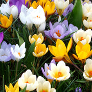 Krokus-Arten Garten-Mix