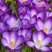 Krokus 'Rubinroter Riese'