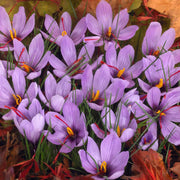 Krokus sativus