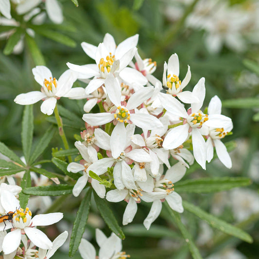 Orangenblume 'White Dazzler' (Choisya)