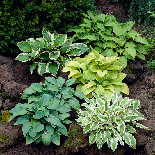 Hosta Mix