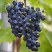 Weinrebe 'Rondo'