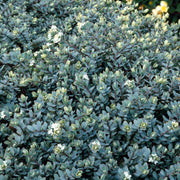 Hebe ‚Pagei‘