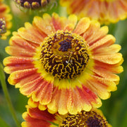 Sonnenbraut 'Mariachi Fuego'