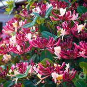 Lonicera 'Belgica Select'