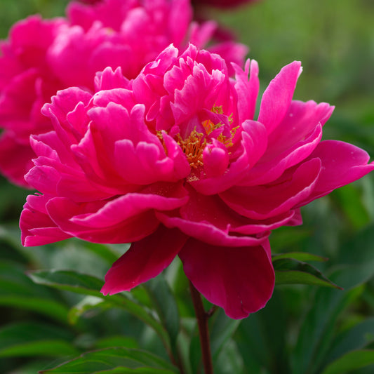 Pfingstrose 'Karl Rosenfield'