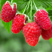 Raspberry 'Autumn Happy'
