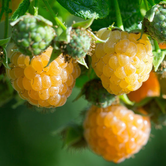 Zwerghimbeere 'Lowberry Good As Gold'