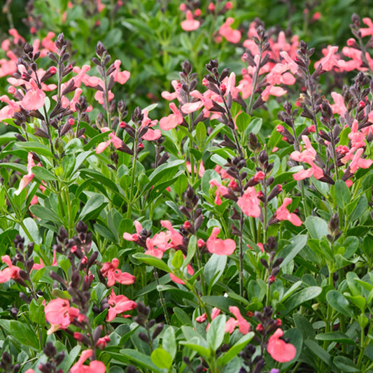 Salbei 'Magical Amore' (Salvia)