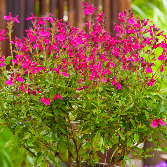 Garten-Salbei (Salvia 'Magical Amazone')