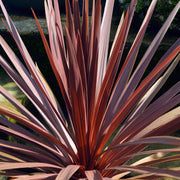 Keulenlilie (Cordyline) 'Red Star'