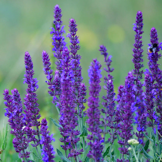Steppen-Salbei (Salvia 'Caradonna')