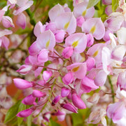 Glyzinie 'Rosa'