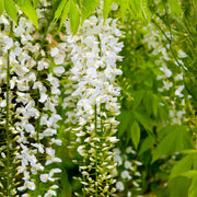 Wisteria 'Weiß'