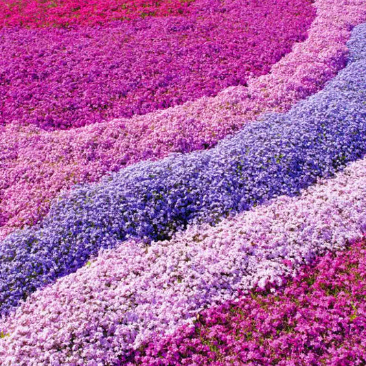 Phlox-Mix