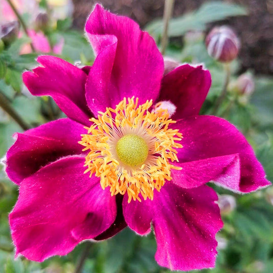 Herbstanemone 'Fantasy Ariel' (Anemone)
