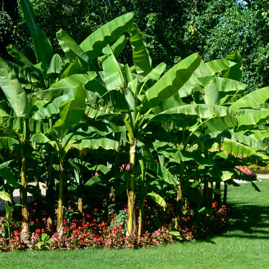Japanische Faserbanane
