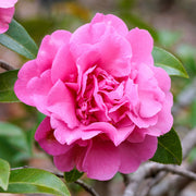 Kamelie 'Debbie'