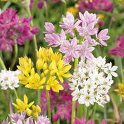 Allium Garten Mix