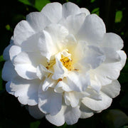 Kamelie 'Onetia Holland'