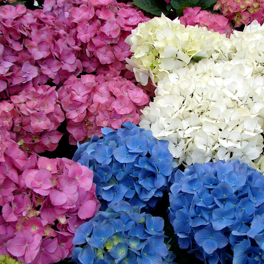Hortensien (Hydrangea macrophylla) Mix