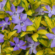 Vinca 'Illumination'