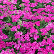Schafgarbe 'New Vintage Violet'