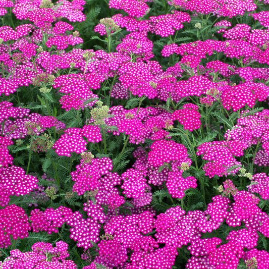 Gemeine Schafgarbe 'New Vintage Violet' (Achillea)