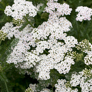 Gemeine Schafgarbe 'New Vintage White' (Achillea)
