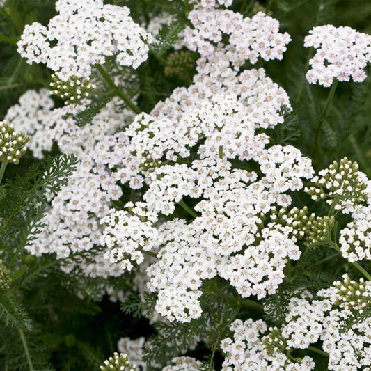 Gemeine Schafgarbe 'New Vintage White' (Achillea)