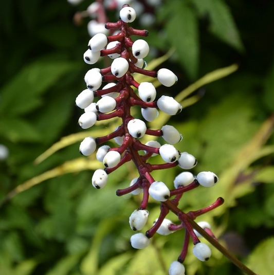 Silberkerze 'Misty Blue' (Actaea)