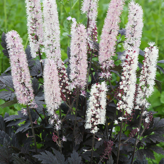 Silberkerze 'Chocoholic' (Actaea)