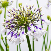 Schmucklilie 'Fireworks'