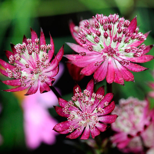 Große Sterndolde (Astrantia 'Claret')