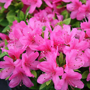 Azalee 'Geisha Pink'