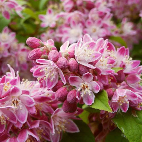 Pracht-Maiblumenstrauch (Deutzia 'Strawberry Fields')