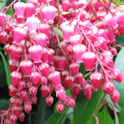 Schattenglöckchen 'Valley Valentine' (Pieris)