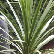 Keulenlilie (Cordyline) 'Atlantic Green'