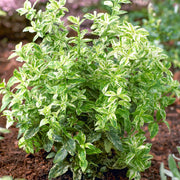 Kriechspindel 'Harlequin' (Euonymus 'Harlequin')