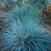 Blauschwingel (Festuca 'Intense Blue')