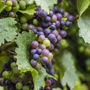 Weinrebe 'Boskoop Glory'