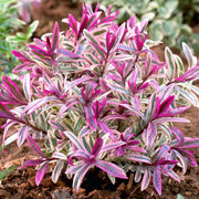 Hebe ‚Heartbreaker‘