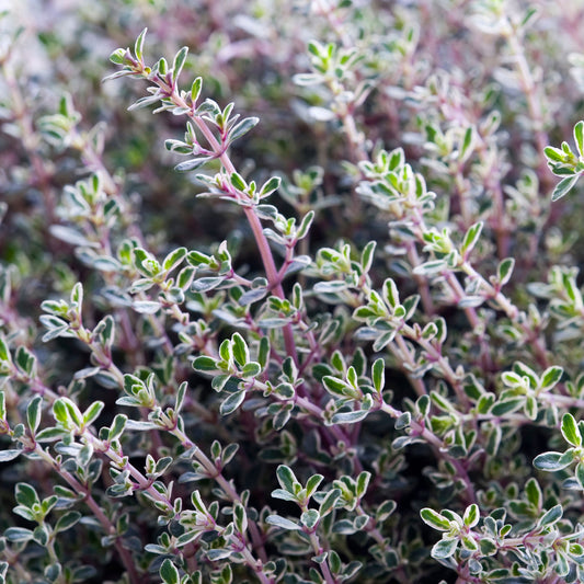 Thymian 'Silberne Königin'