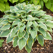Funkie 'First Frost'