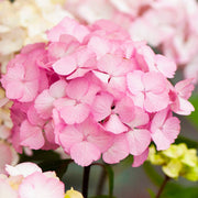 Hortensie 'Preziosa' (Hydrangea)