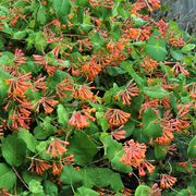 Geißblatt 'Dropmore Scarlet' (Lonicera)
